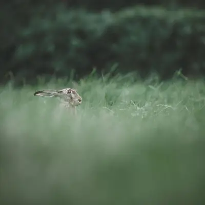 Humming Whale - Chasing Rabbits (Upconvert)