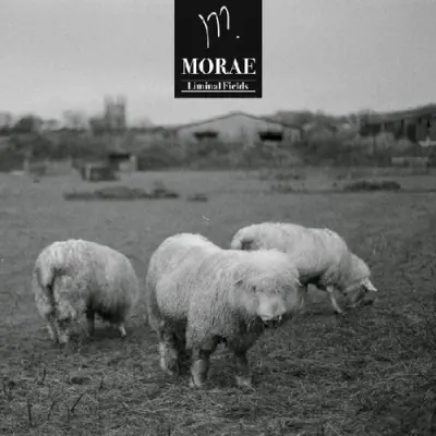 Morae • Liminal Fields